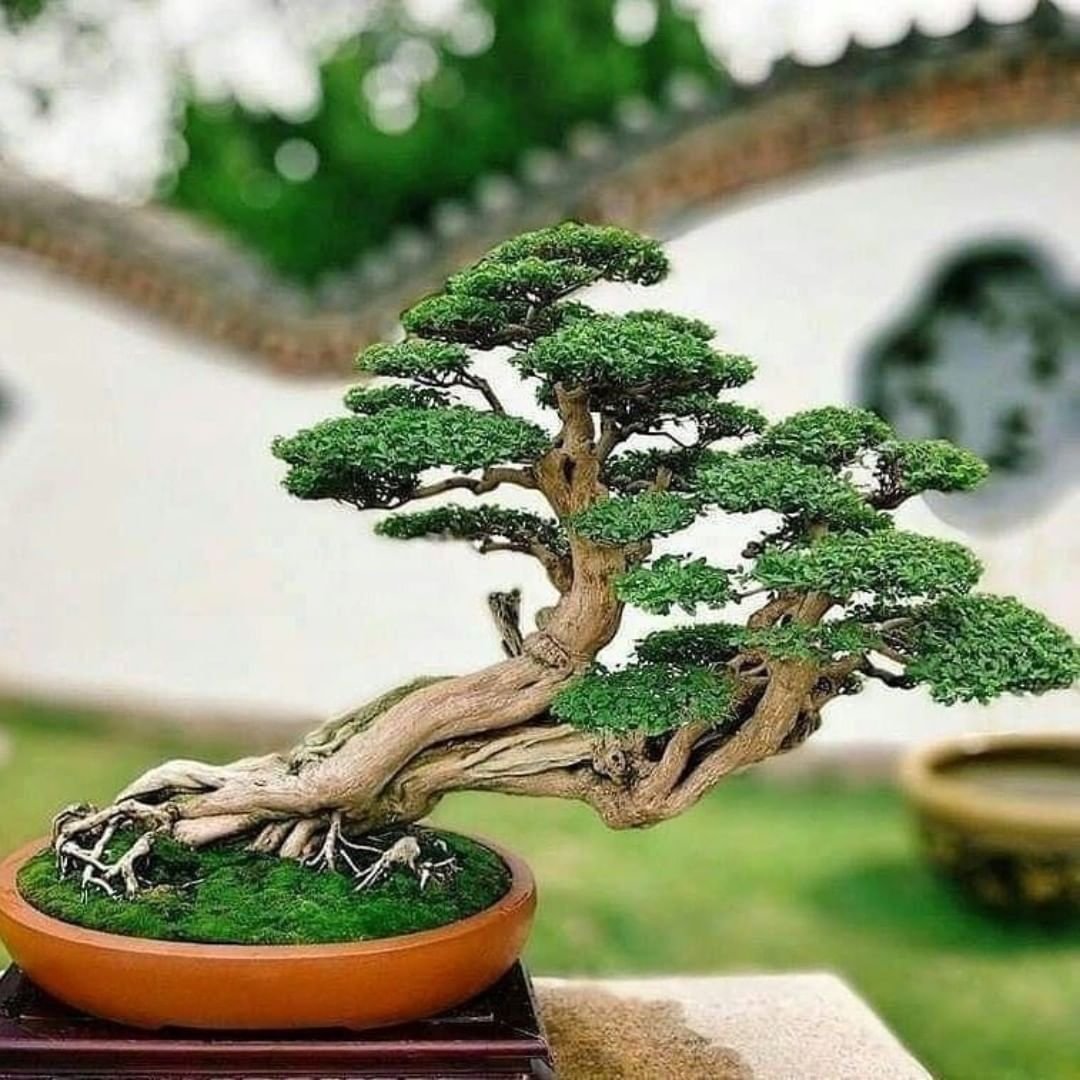 Маленькие деревья япония