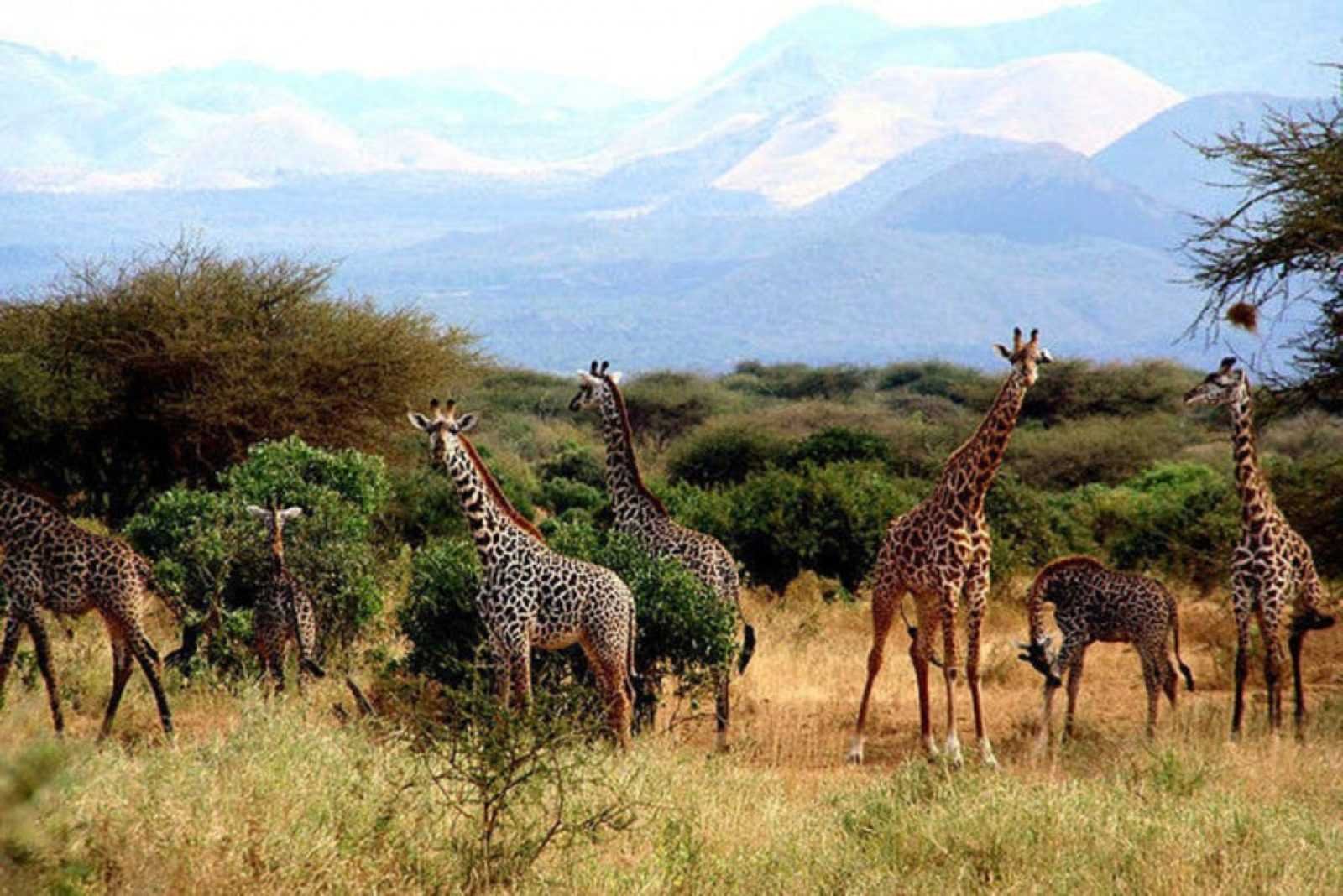 Национальный парк каким названием есть в африке. Парк цаво Кения. Нац парк цаво. Парк цаво в Африке. Национальный парк в Найроби заповедник.