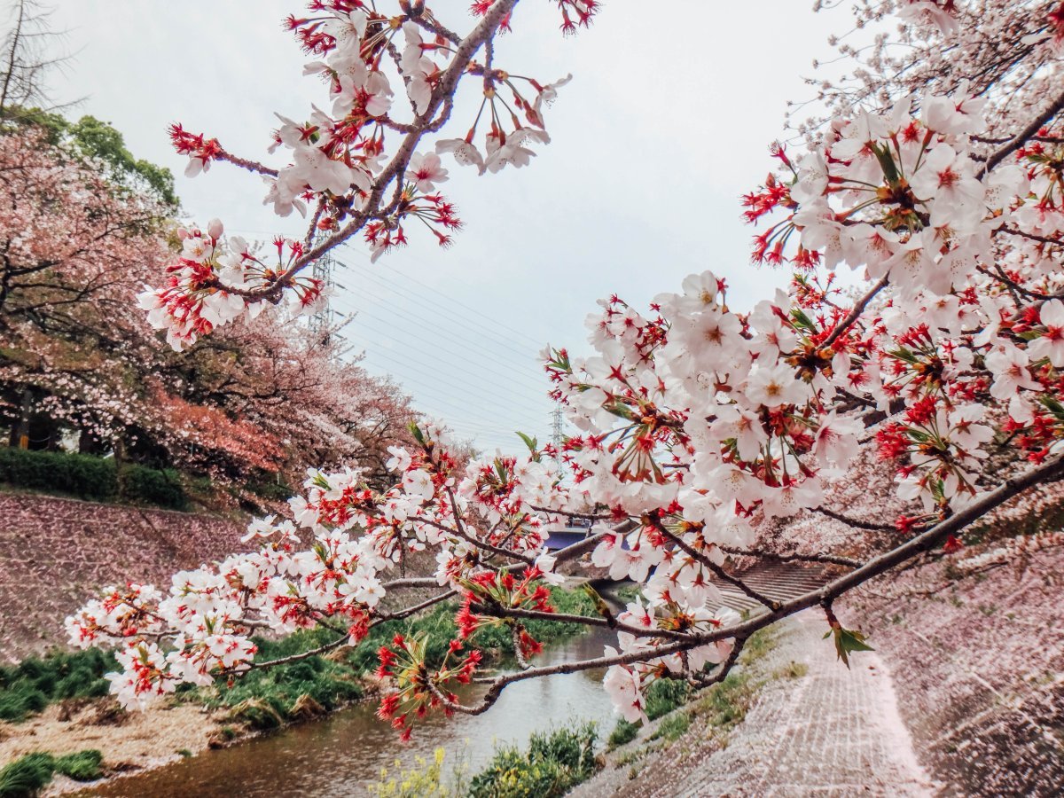 Цветущие сады японии