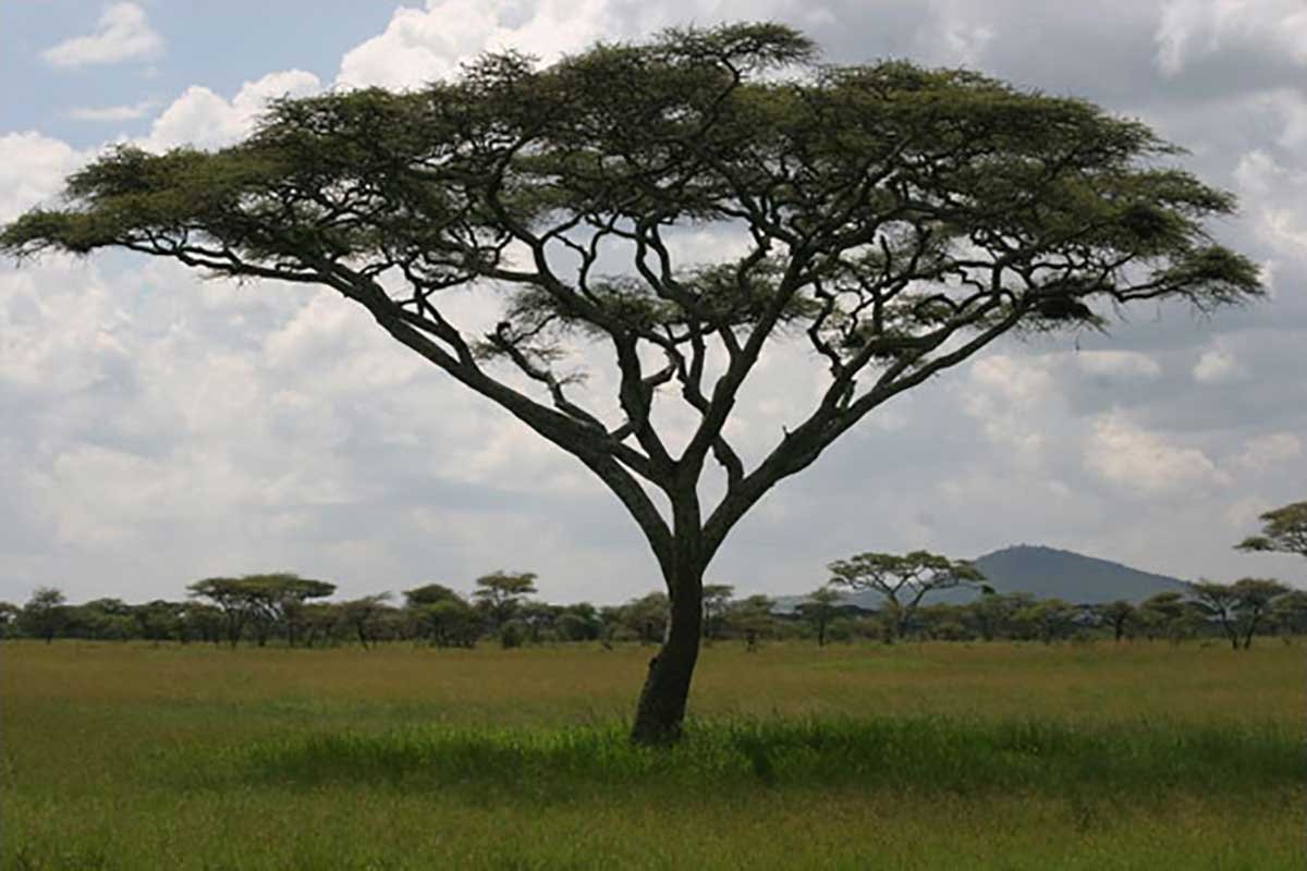 Африка местные виды растений и животных