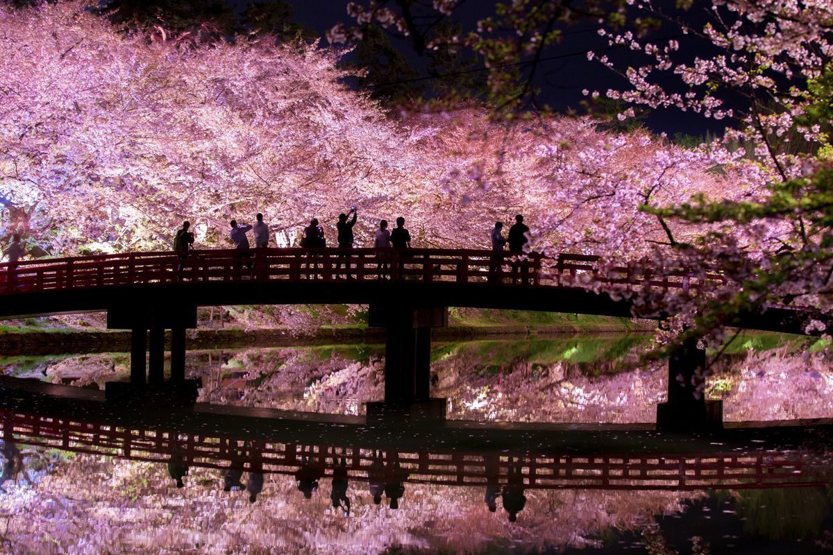 Координаты сакуры. Парк Хиросаки Япония. Киото цветение Сакуры. Япония мост Сакура. Япония цветение Сакуры парк.