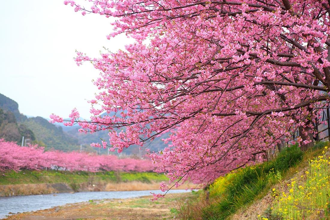 Цветение вишни в японии