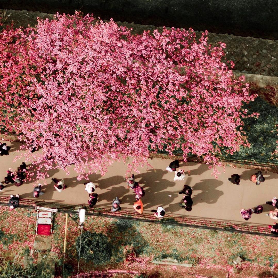 День цветущей сакуры. Фестиваль цветения Сакуры в Японии. Праздник цветения Сакуры в Японии. Ханами праздник цветения Сакуры. Ясукуни Сакура.