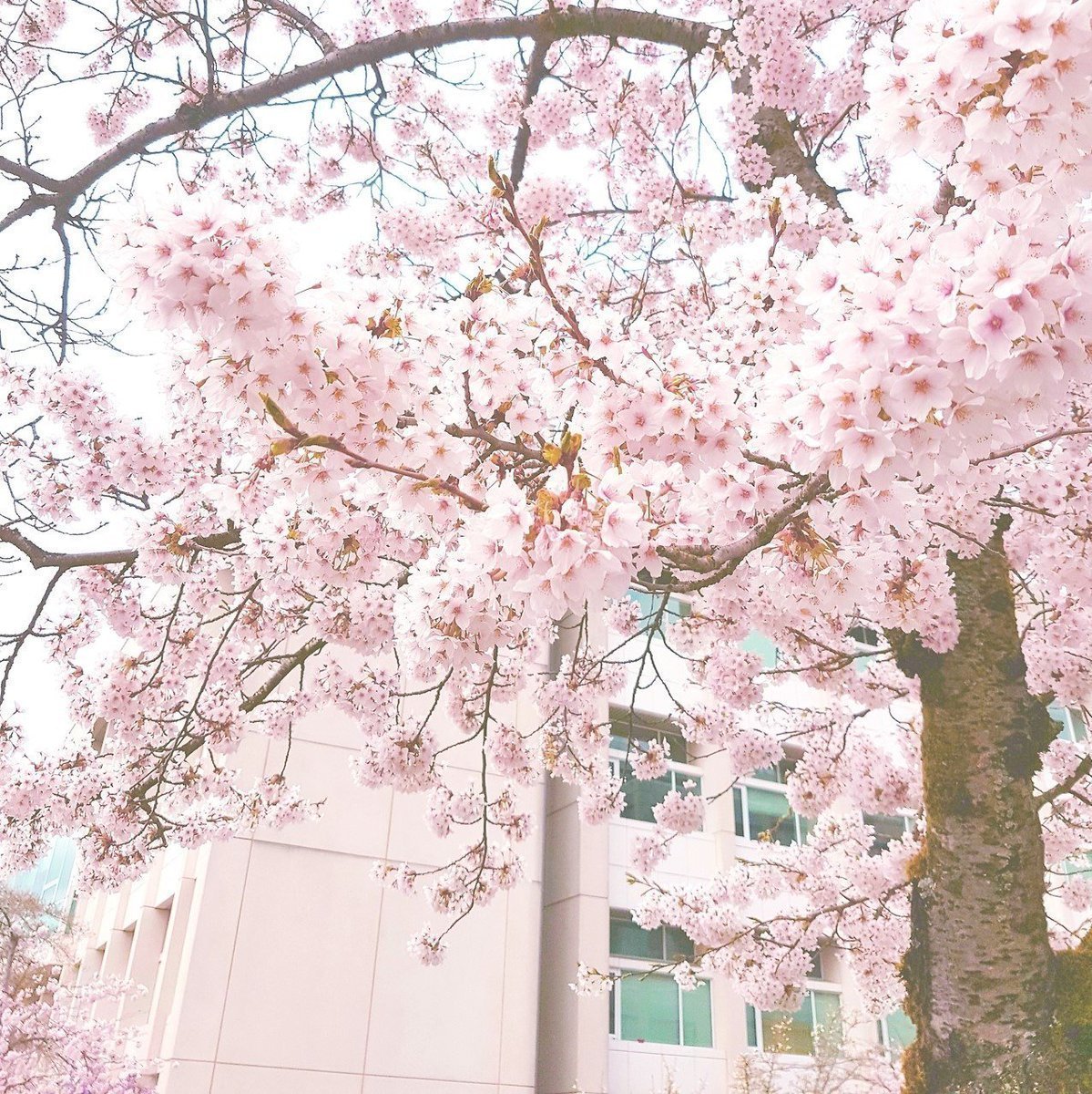 Япония цветение