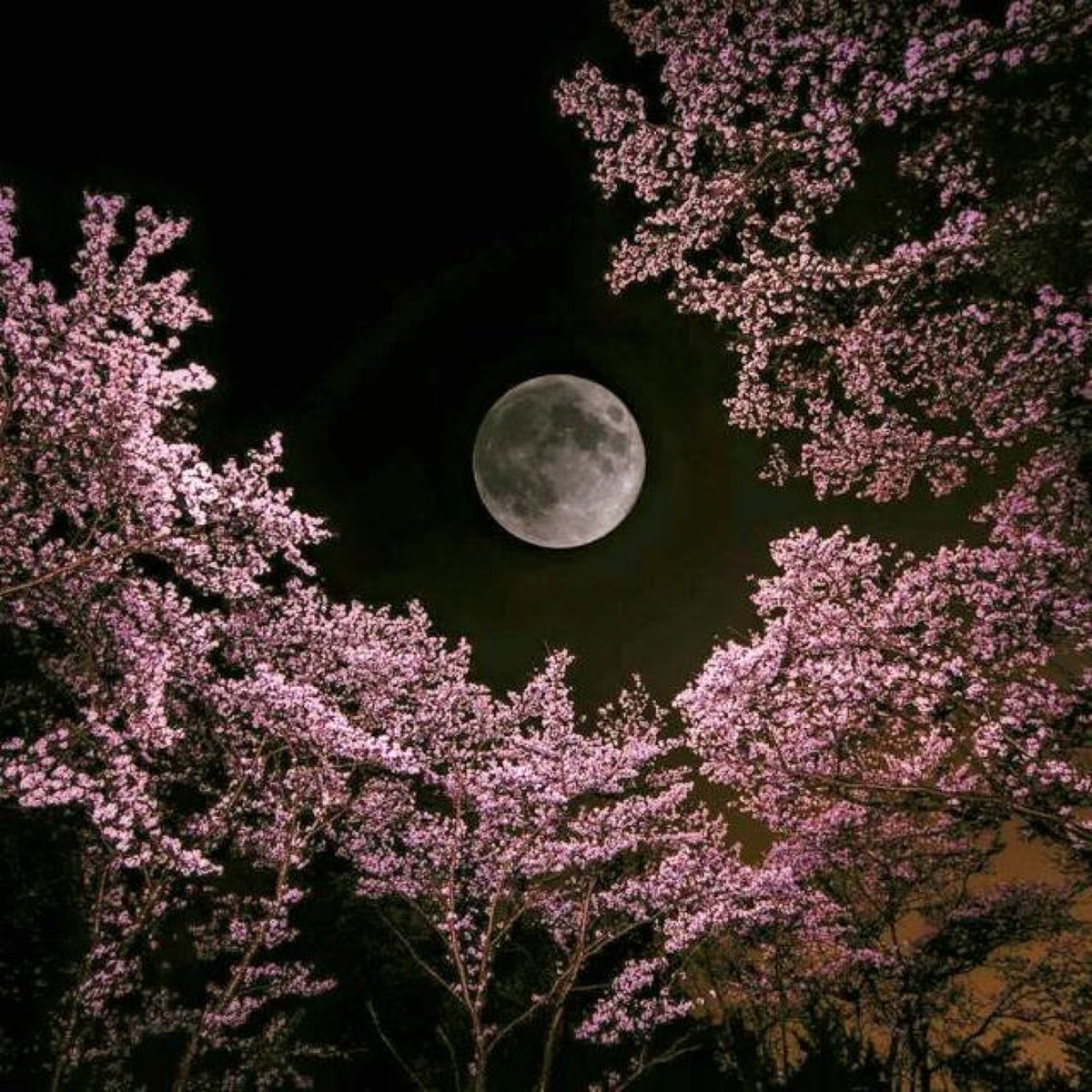 Красная луна япония