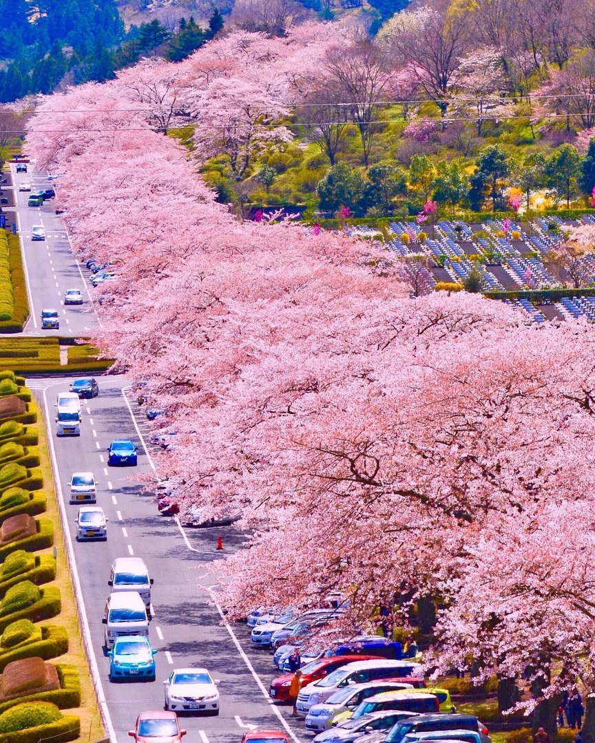 Цветущая вишня в японии