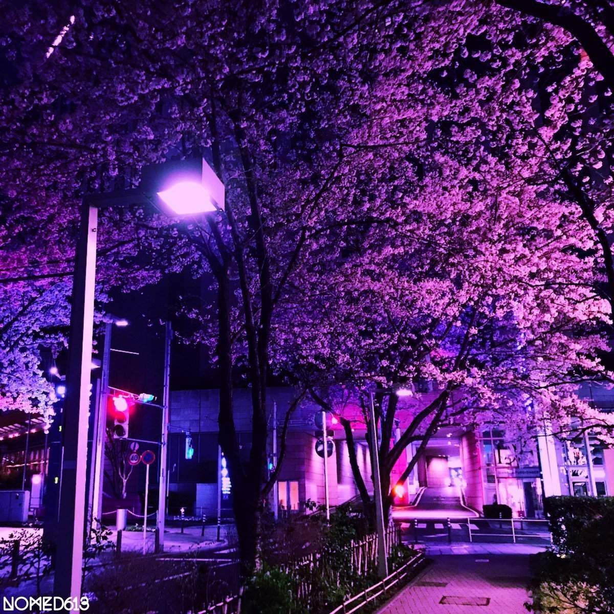 Фиолетовые деревья в японии