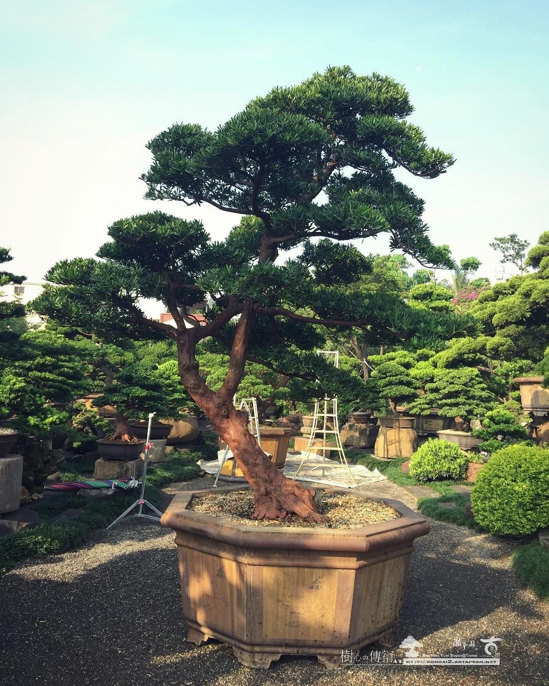Виды деревьев в японии