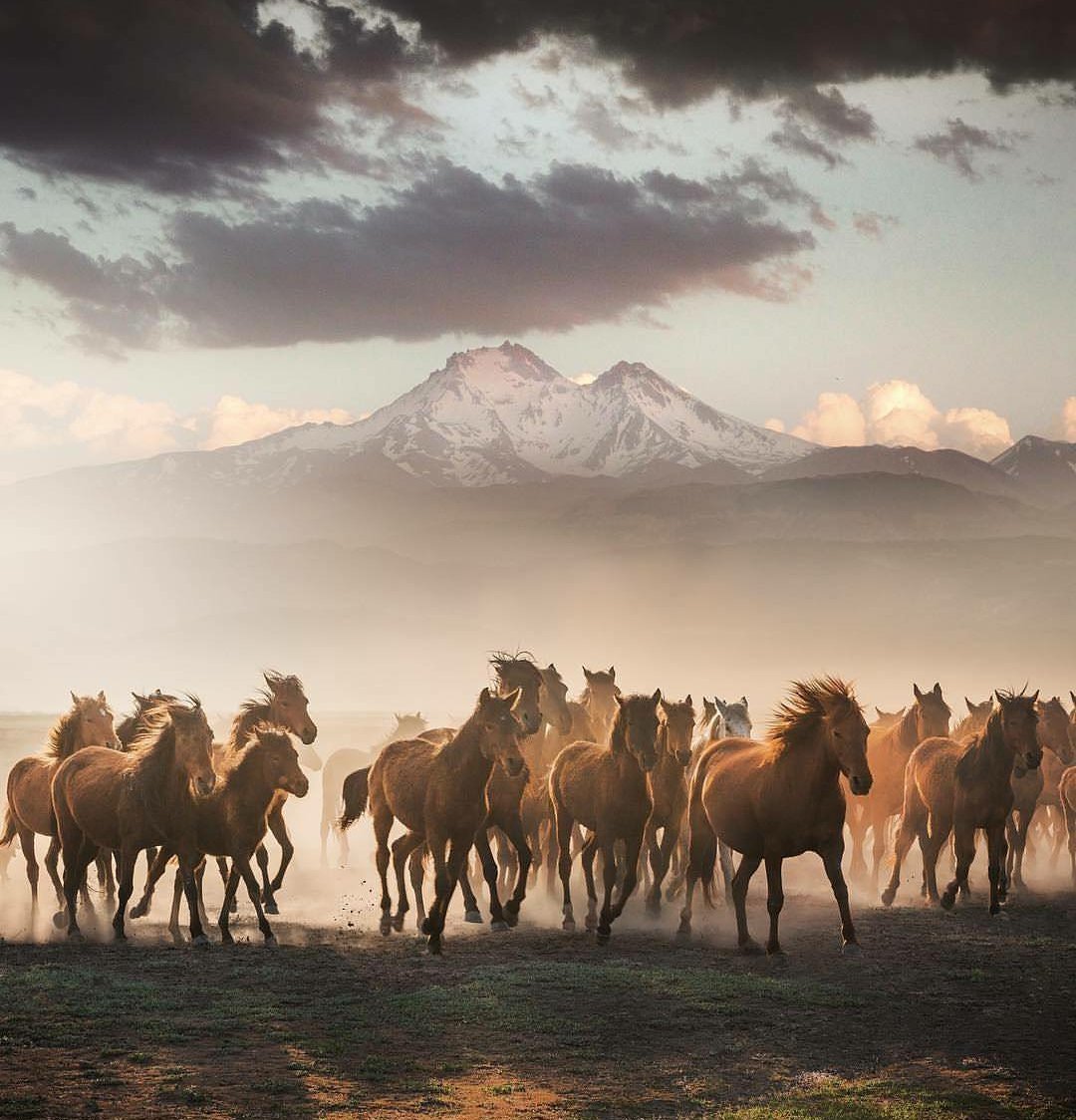 Дикие лошади в казахстане