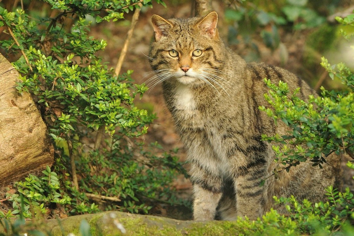 Европейский дикий Лесной кот