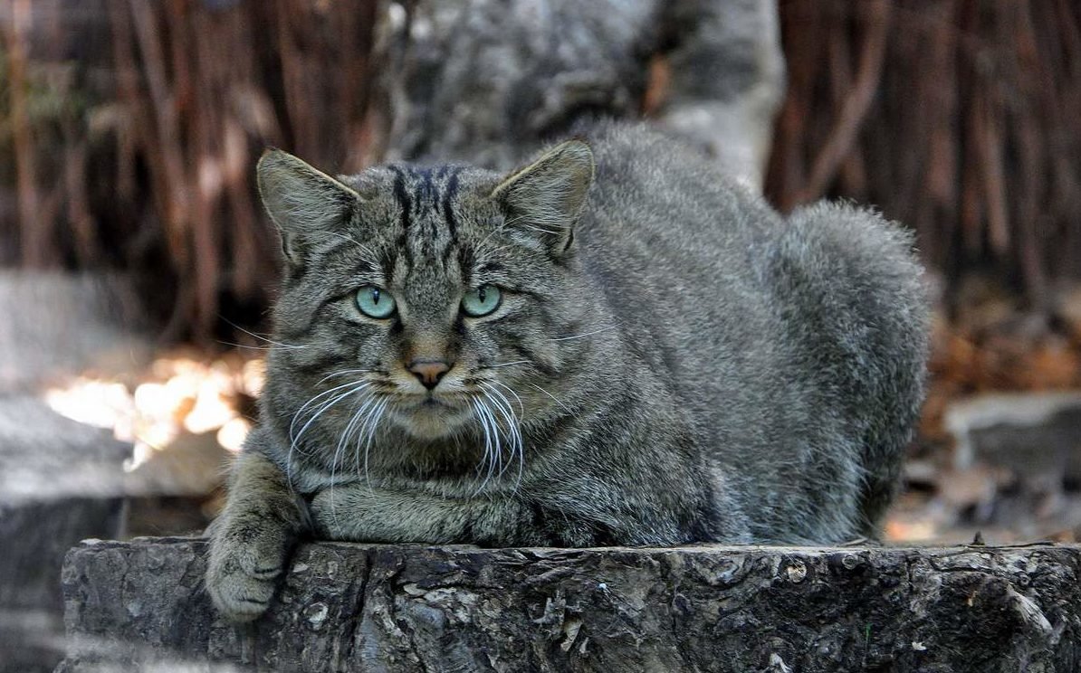 Лесная кошка (Felis Silvestris)