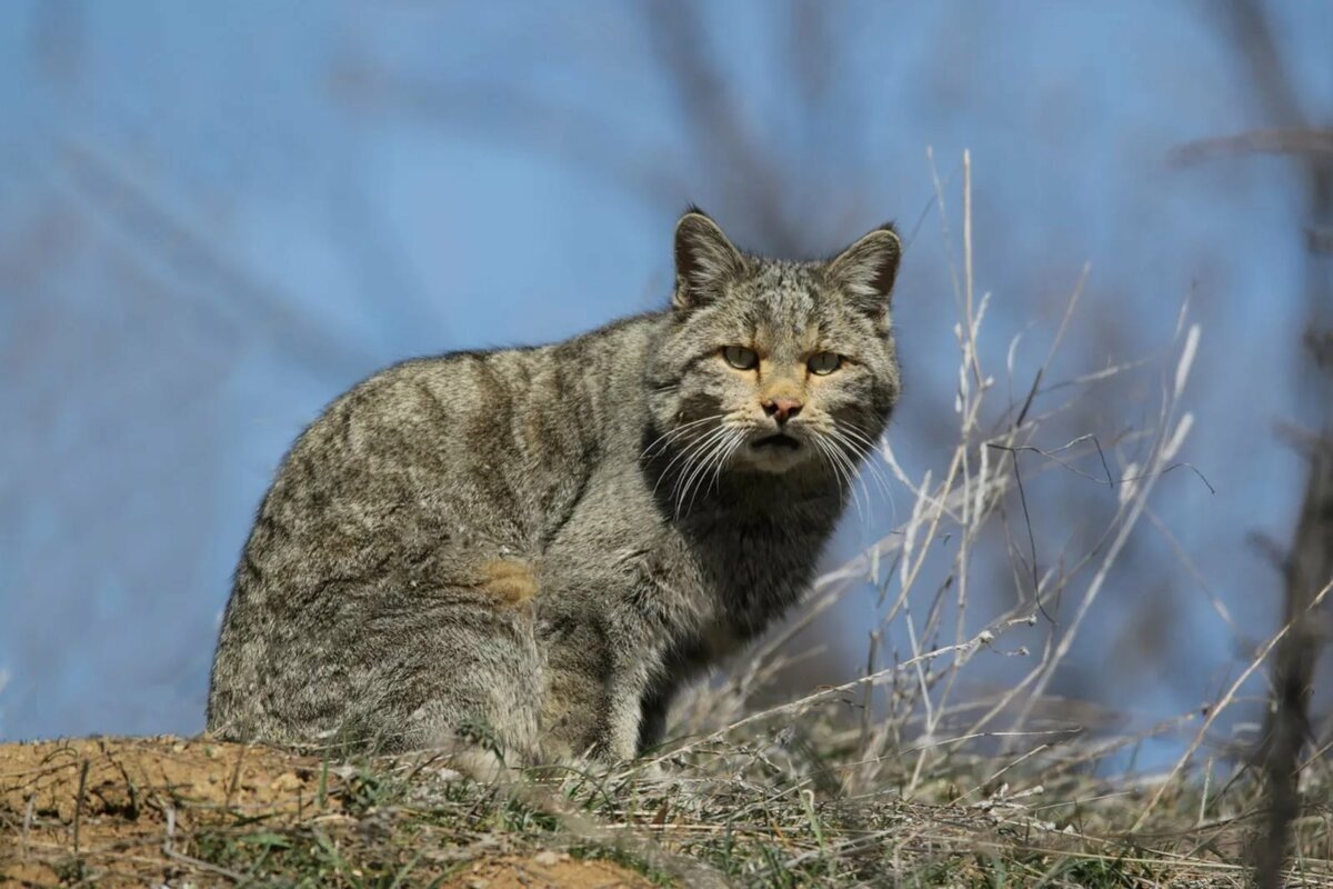 Кавказский дикий Лесной кот