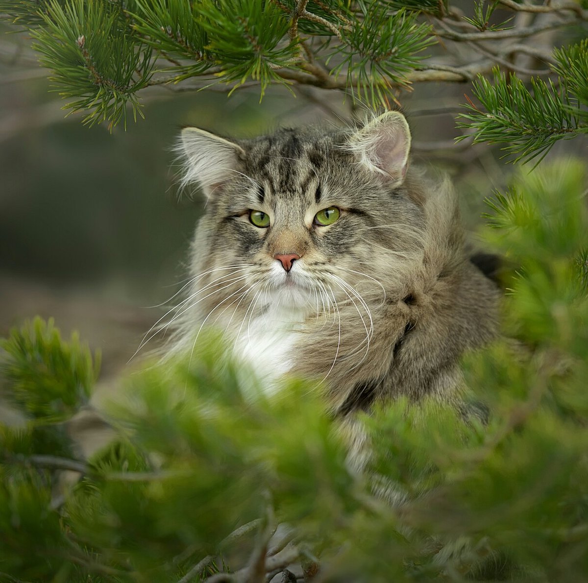 Кавказский Лесной кот
