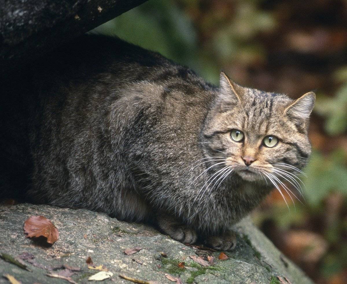 Кавказский камышовый кот