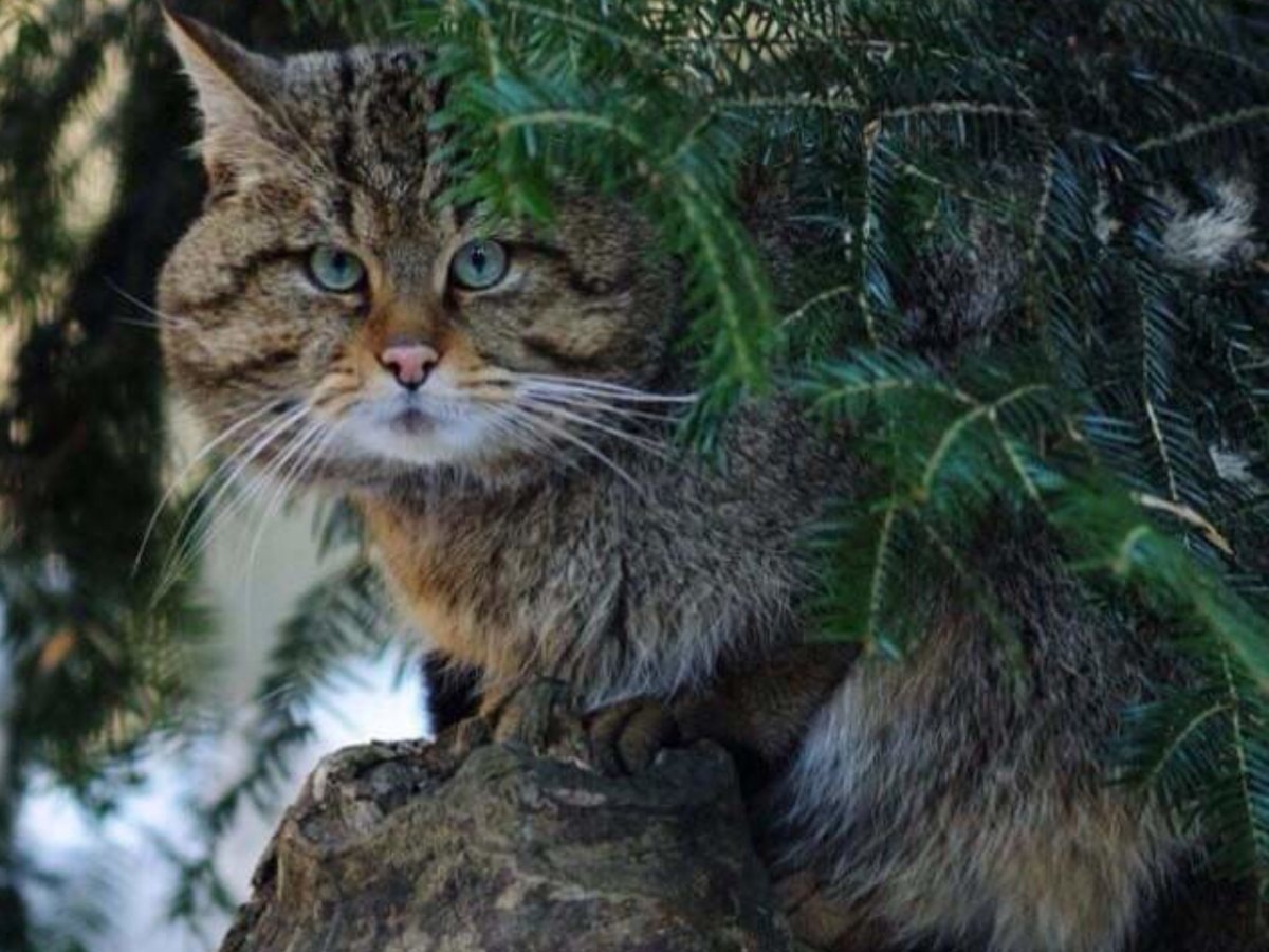 Европейский Лесной кот кошачьи