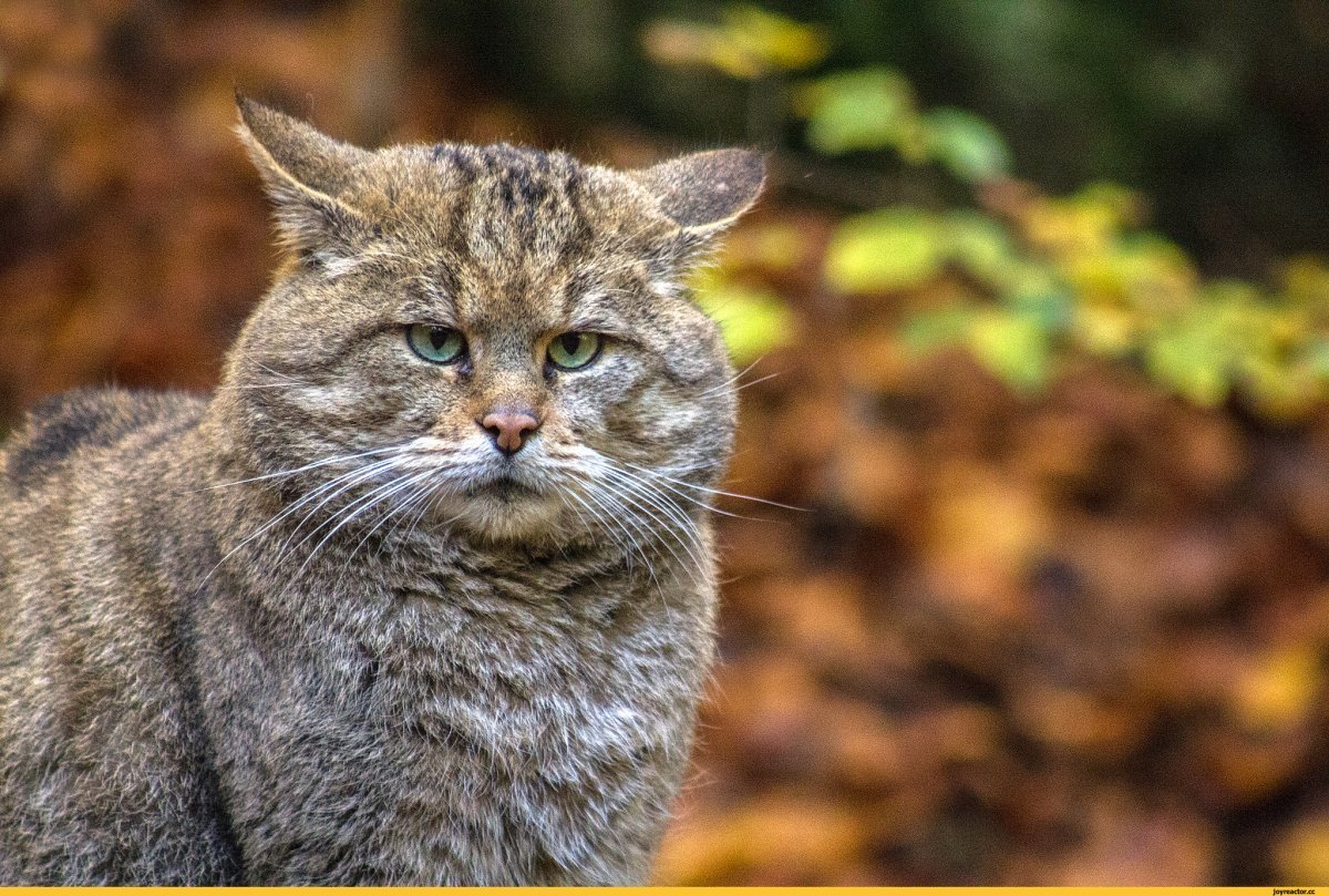 Лесной кот