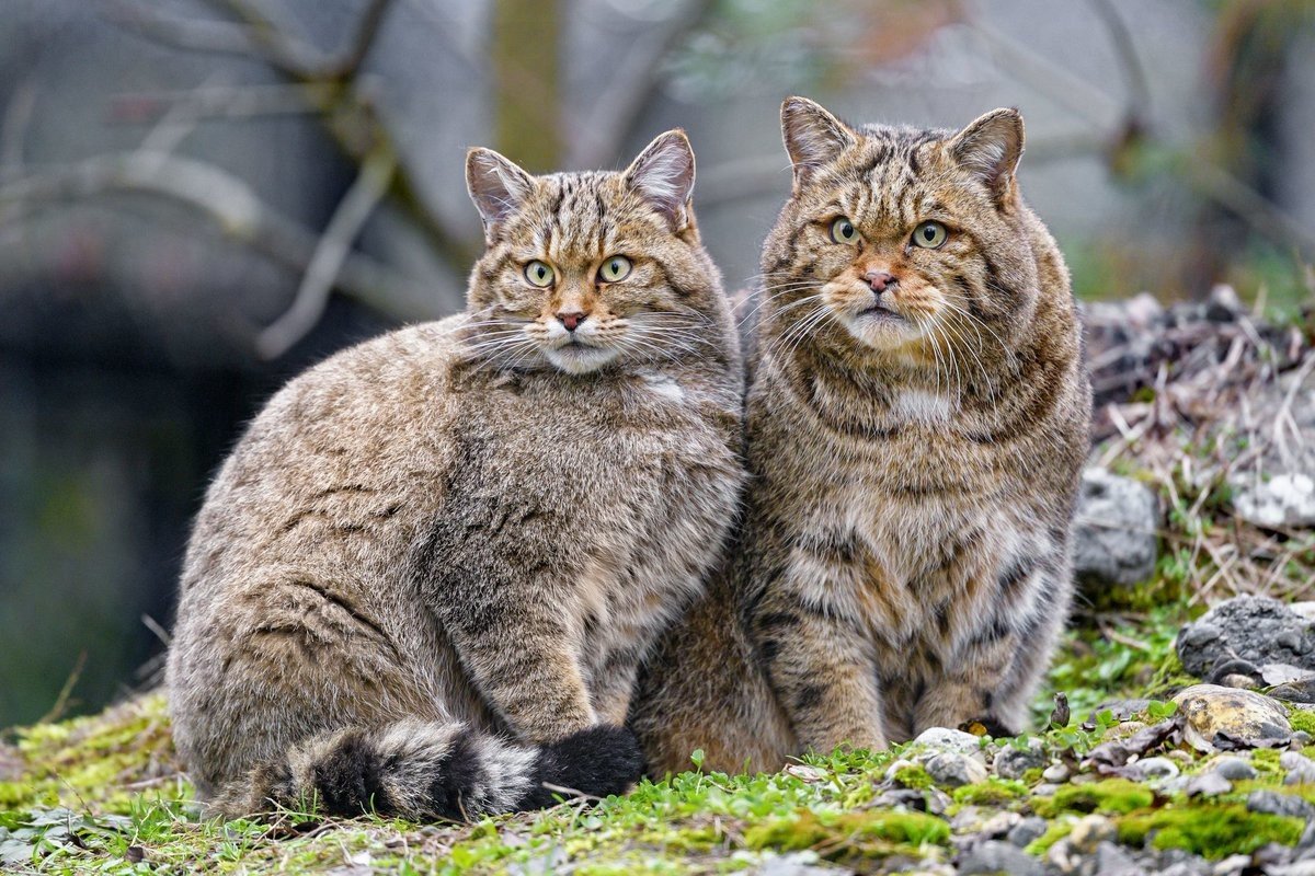 Сибирский Лесной кот