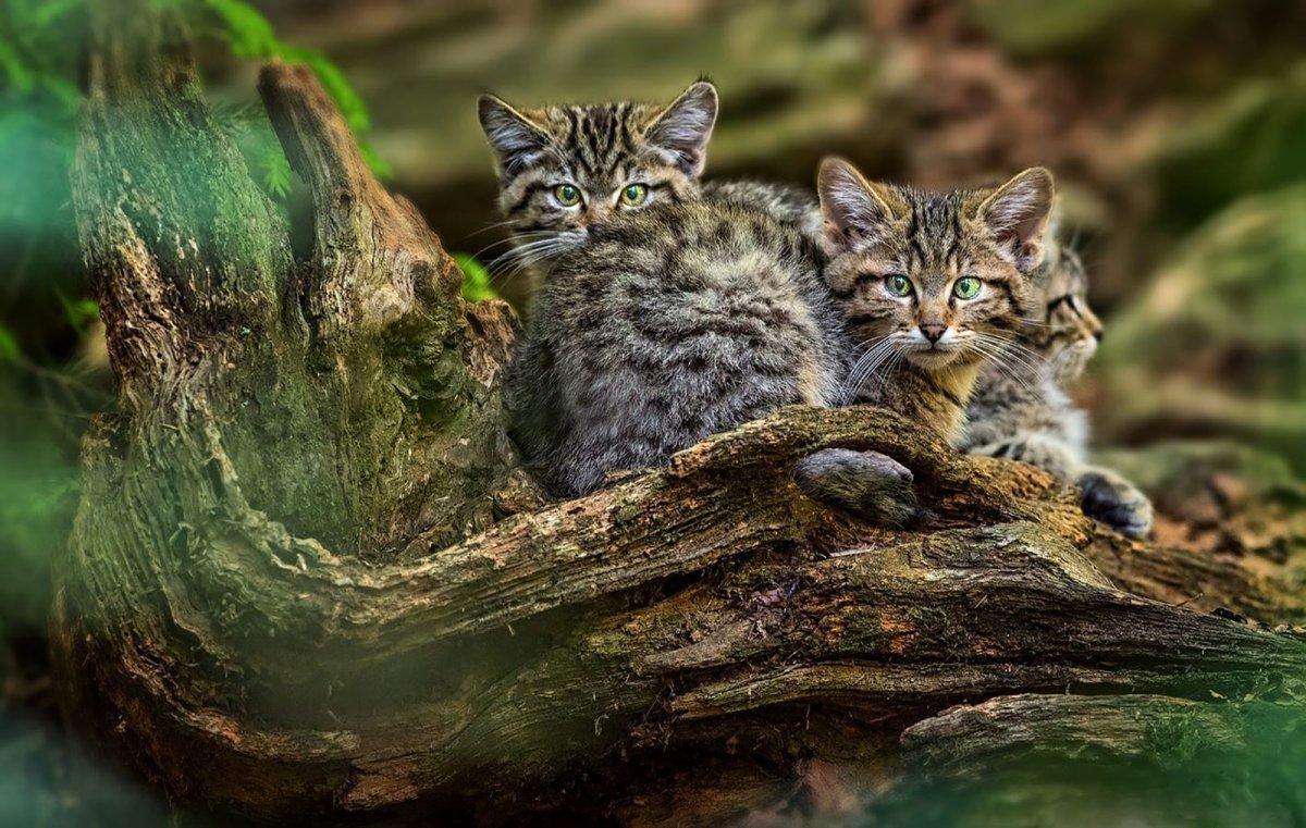 Европейский Лесной кот камышовый