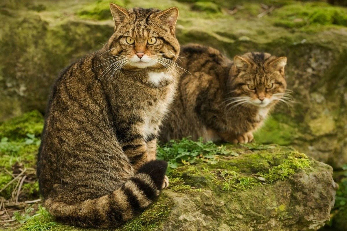 Лесной кот Германия