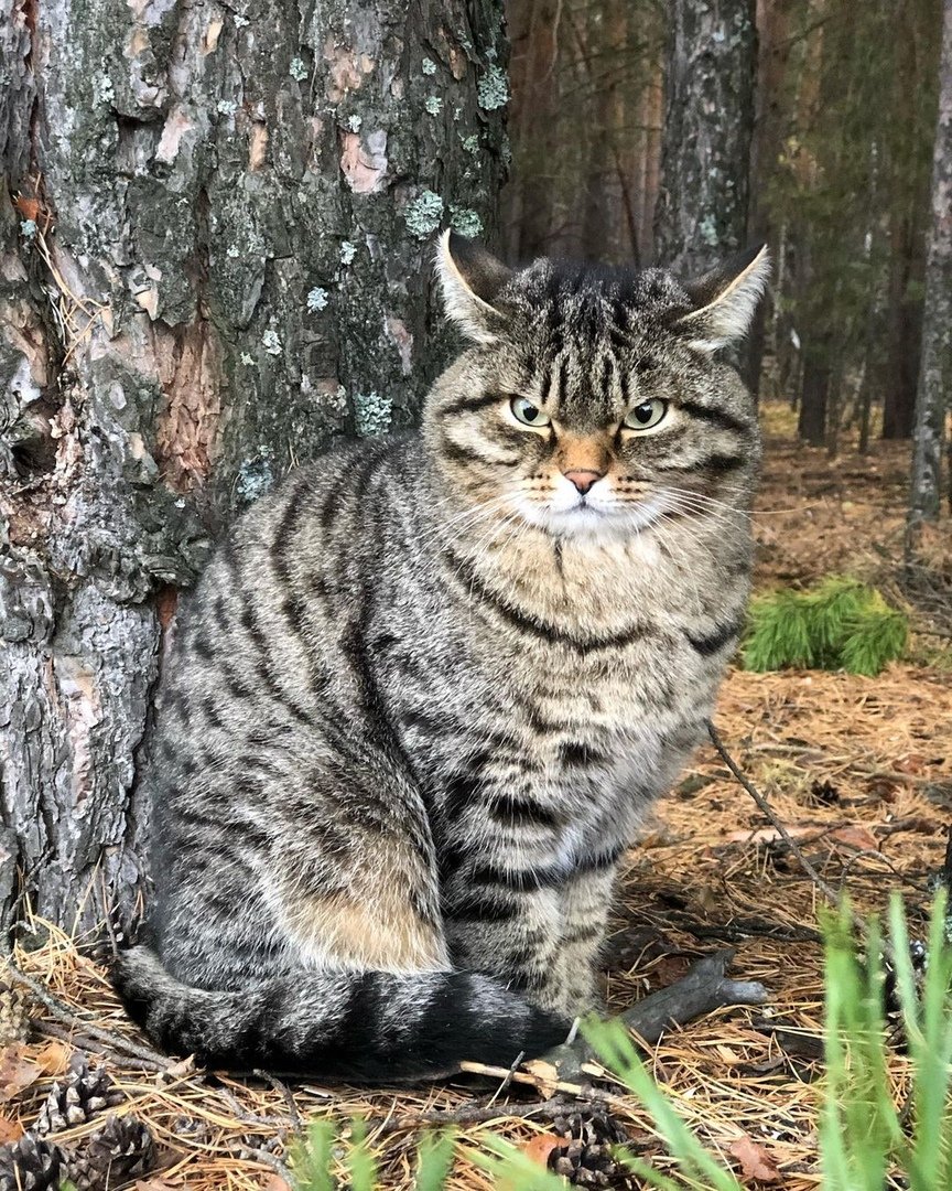 Европейский Лесной кот камышовый