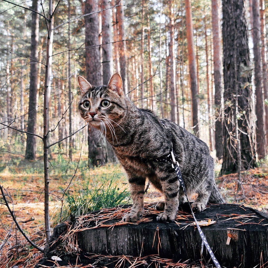 Кавказский Лесной кот красная
