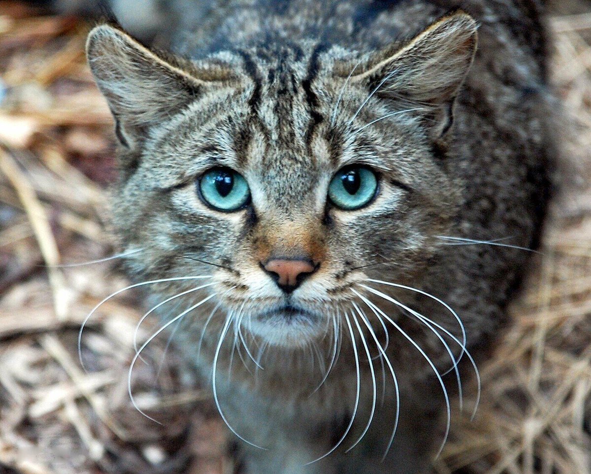 Лесная кошка (Felis Silvestris)
