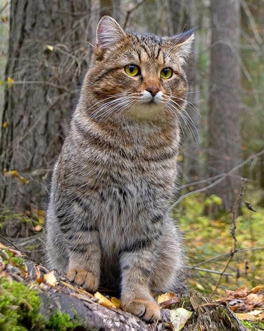 Европейский Лесной кот камышовый
