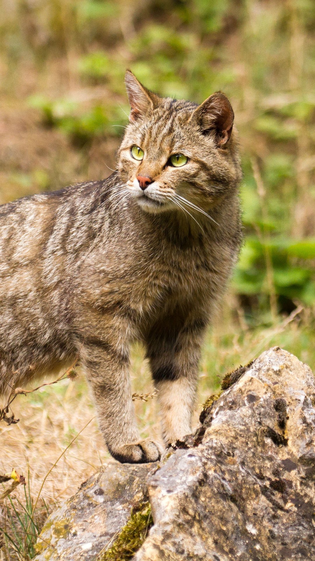 Кот Рысик