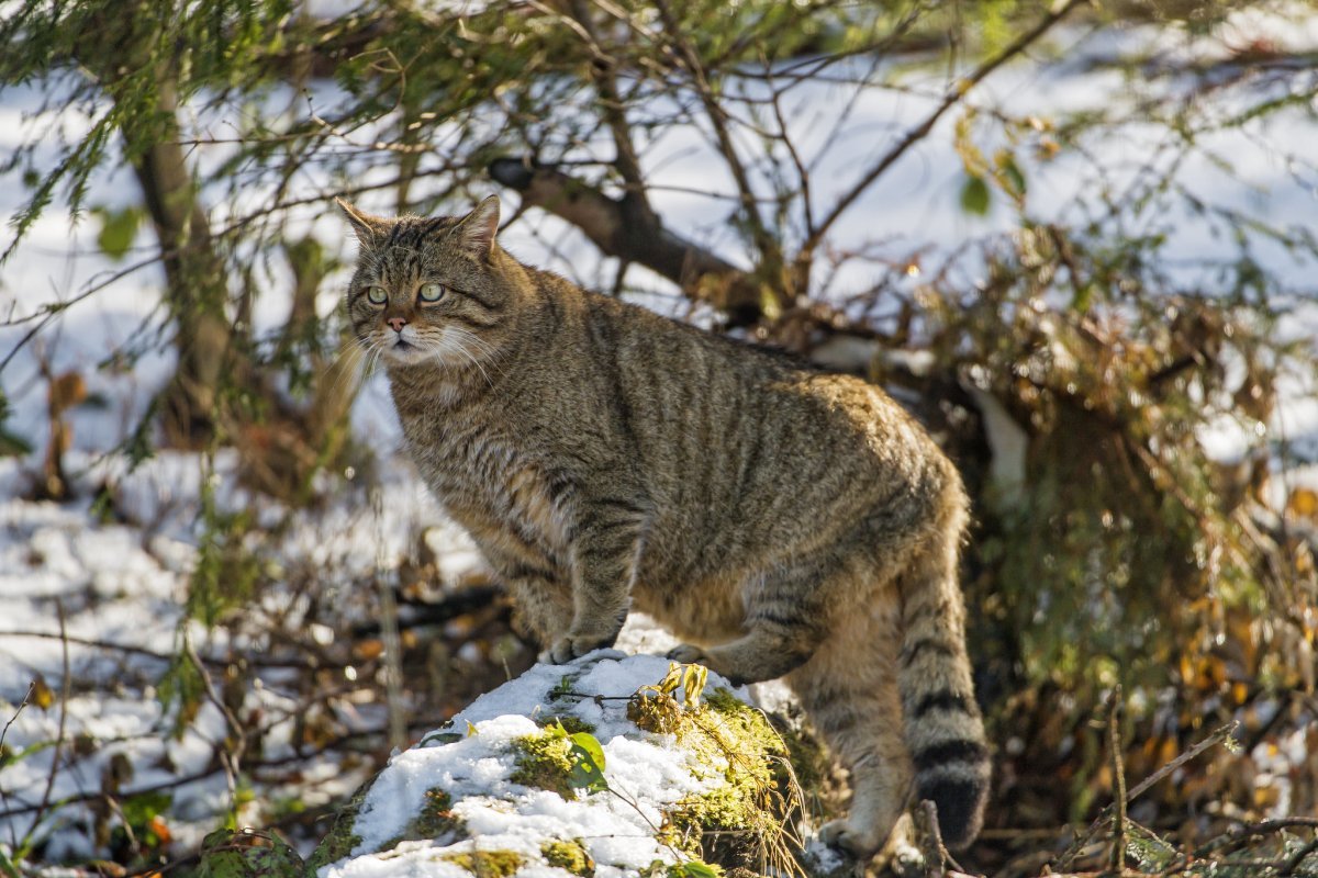 Европейская Дикая Лесная кошка