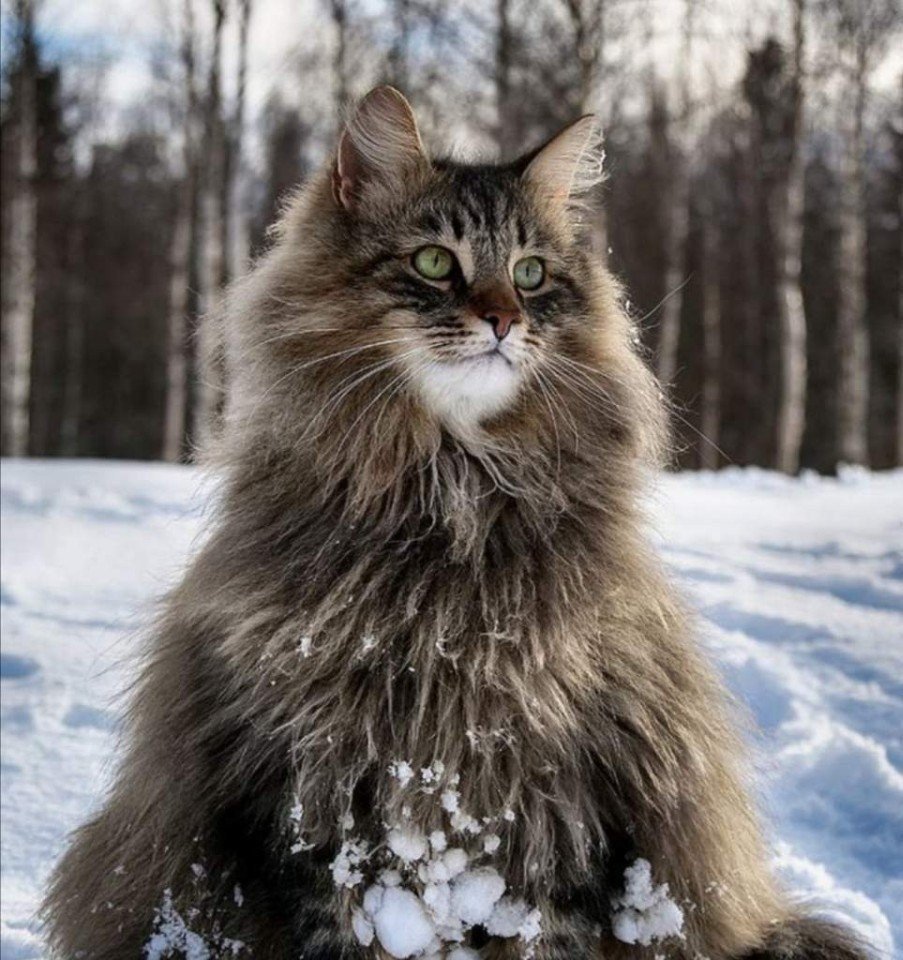 Лесной кот Felis Silvestris