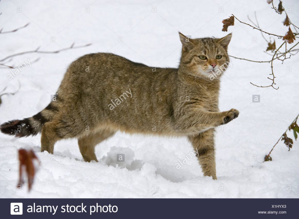 Амурский Лесной кот