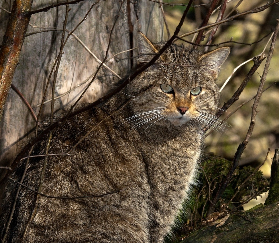 Уральский Лесной кот