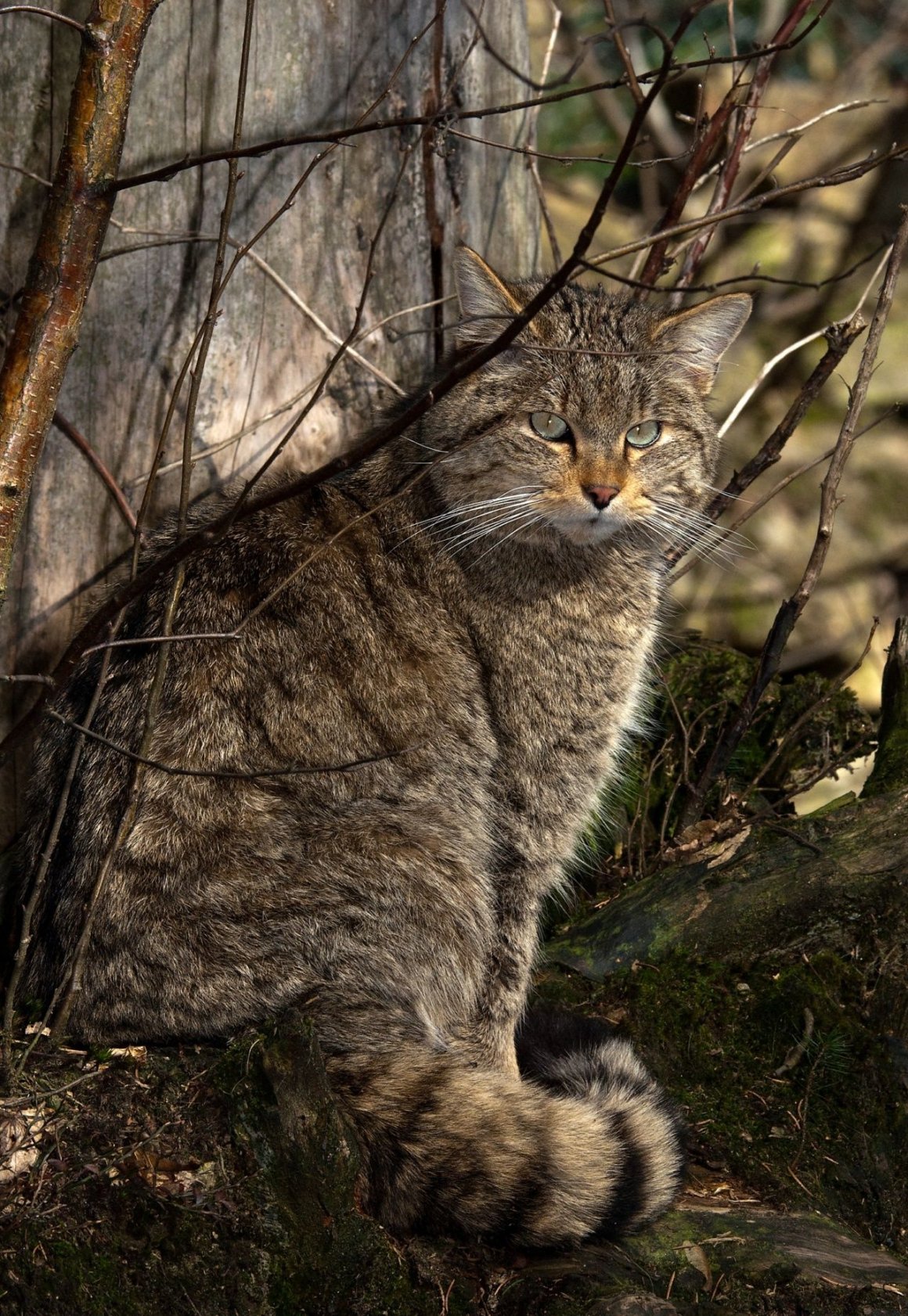 Лесная кошка (Felis Silvestris)