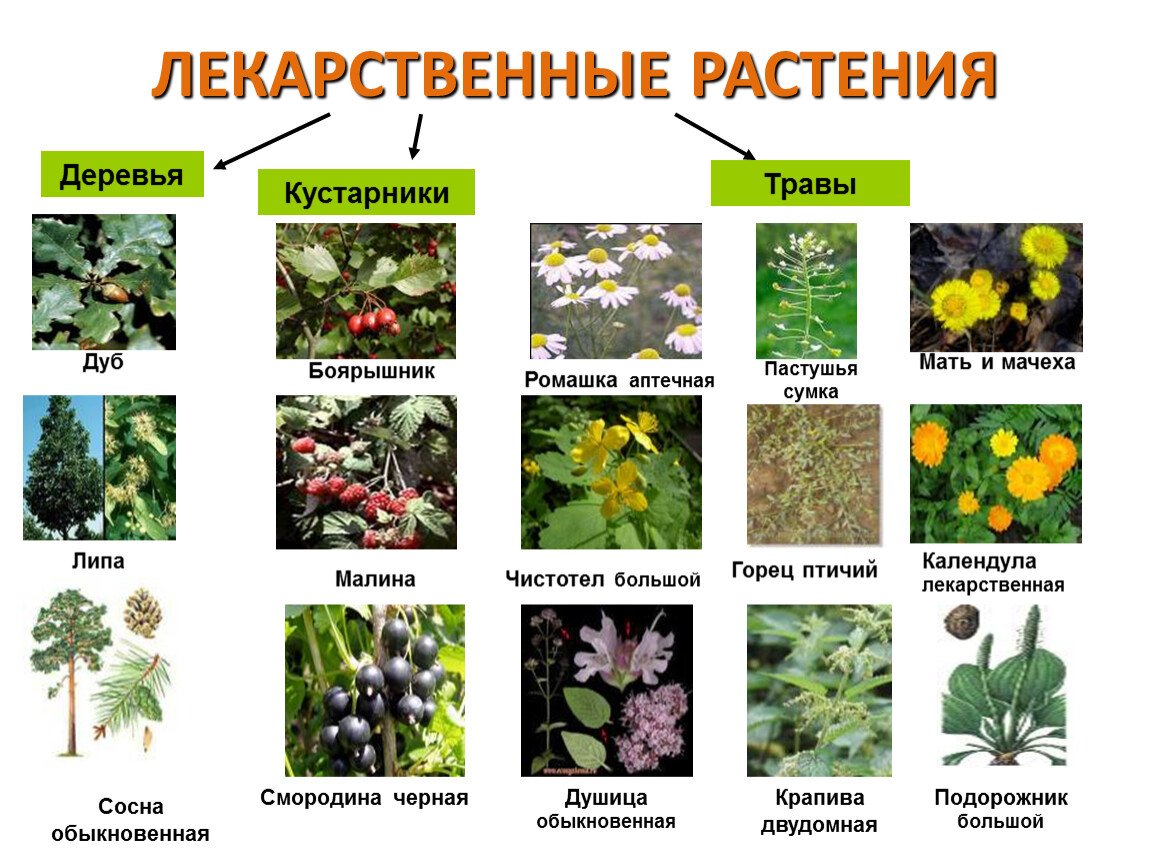 Полезные травы названия. Лекарственные растения. Лечебные растения. Лекарственные растения описание. Лекарственные растения презентация.