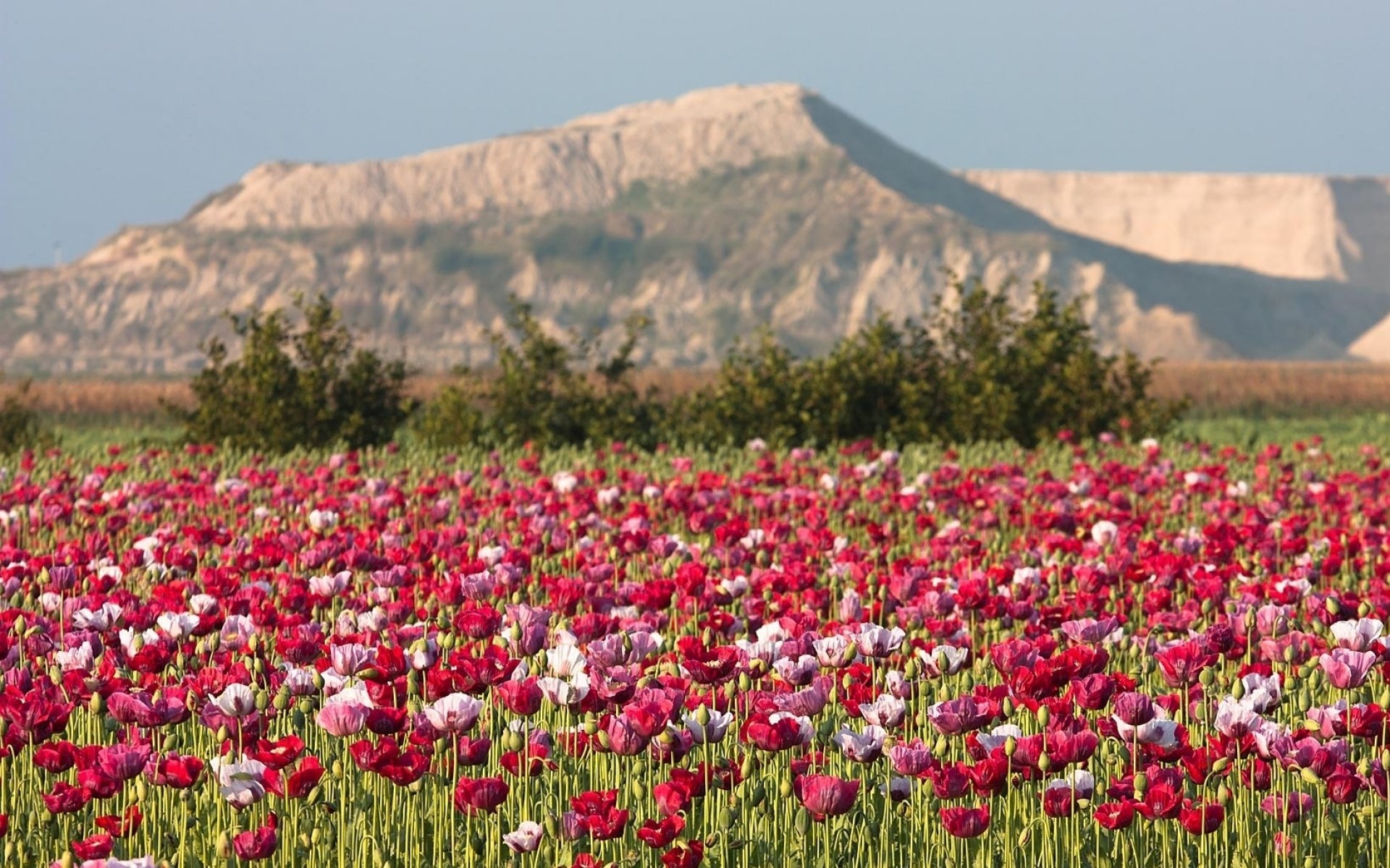 Красотой красок тюльпанов цветущих в степи. Маковые поля Туркмении. Тулпан Киргизии горный. Маковые поля в Узбекистане. Маки Кушка Туркмения.