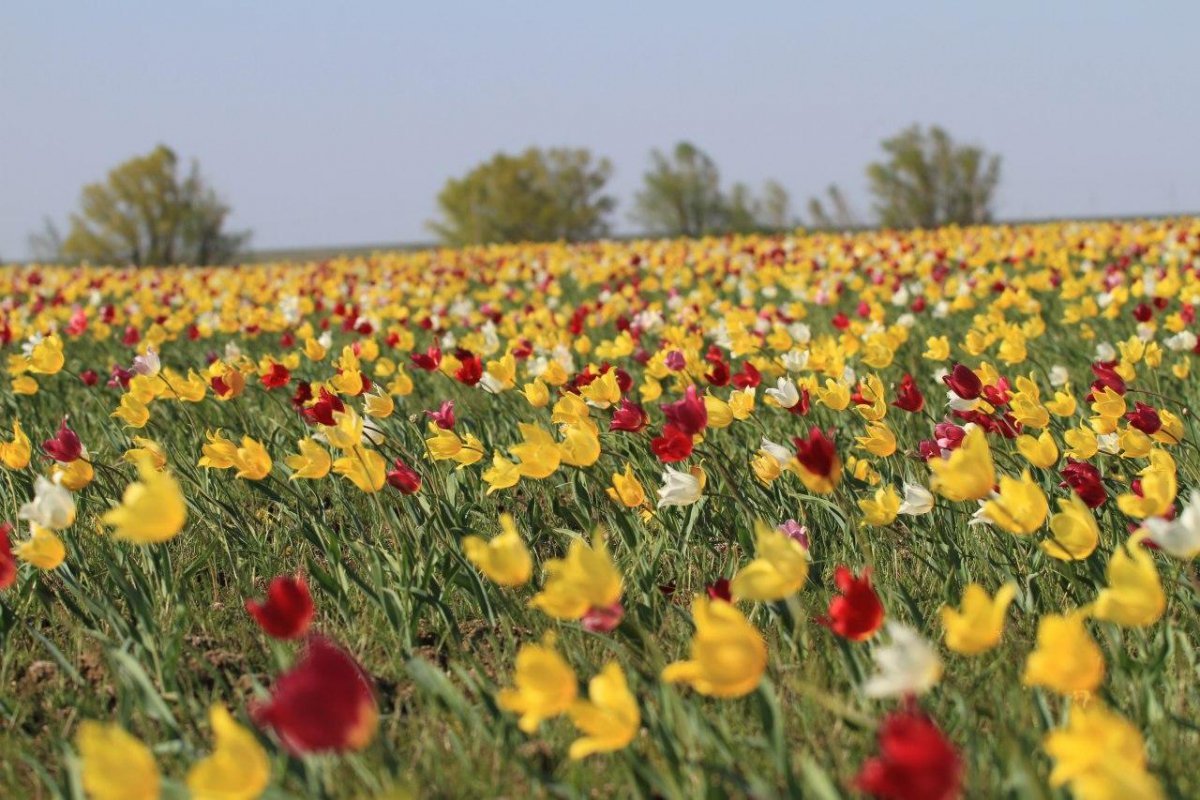 Цветение тюльпанов казахстан