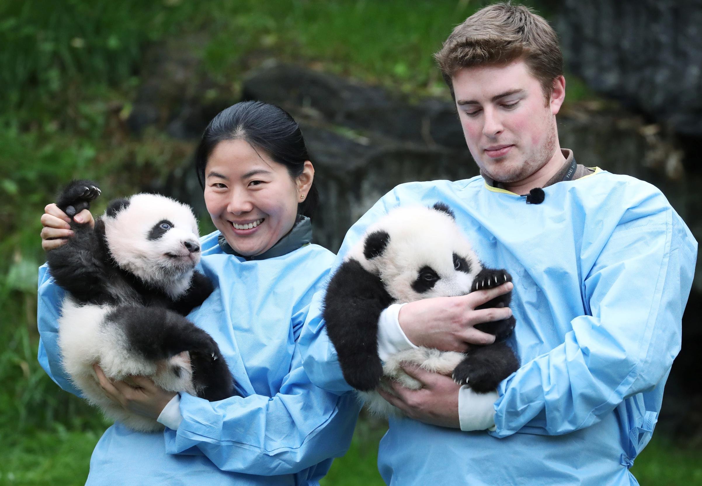 Московская панда с детенышем. Панда в зоопарке. Большая Панда. Гигантская Панда в Китае. Большая Панда в зоопарке.