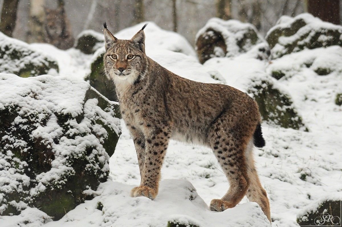 - Снежный Барс (Panthera uncia