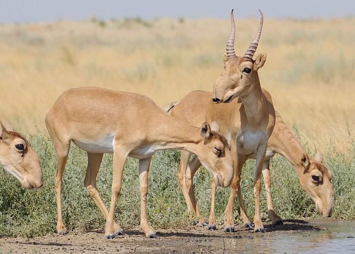Сайгак Saiga tatarica