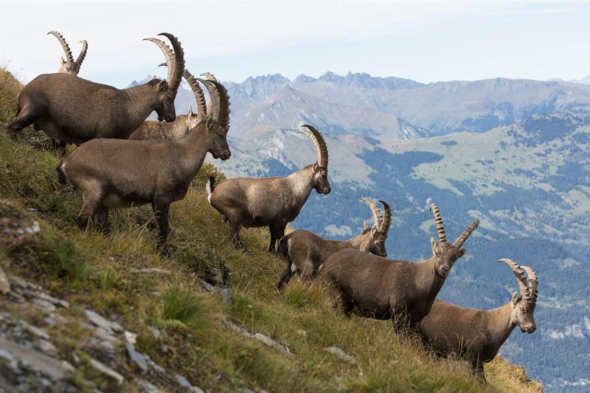Европейская косуля (capreolus capreolus)
