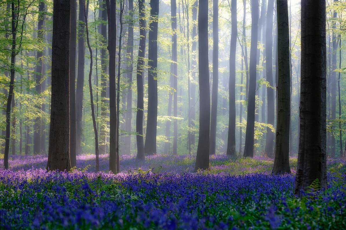 Синий лес Халлербос