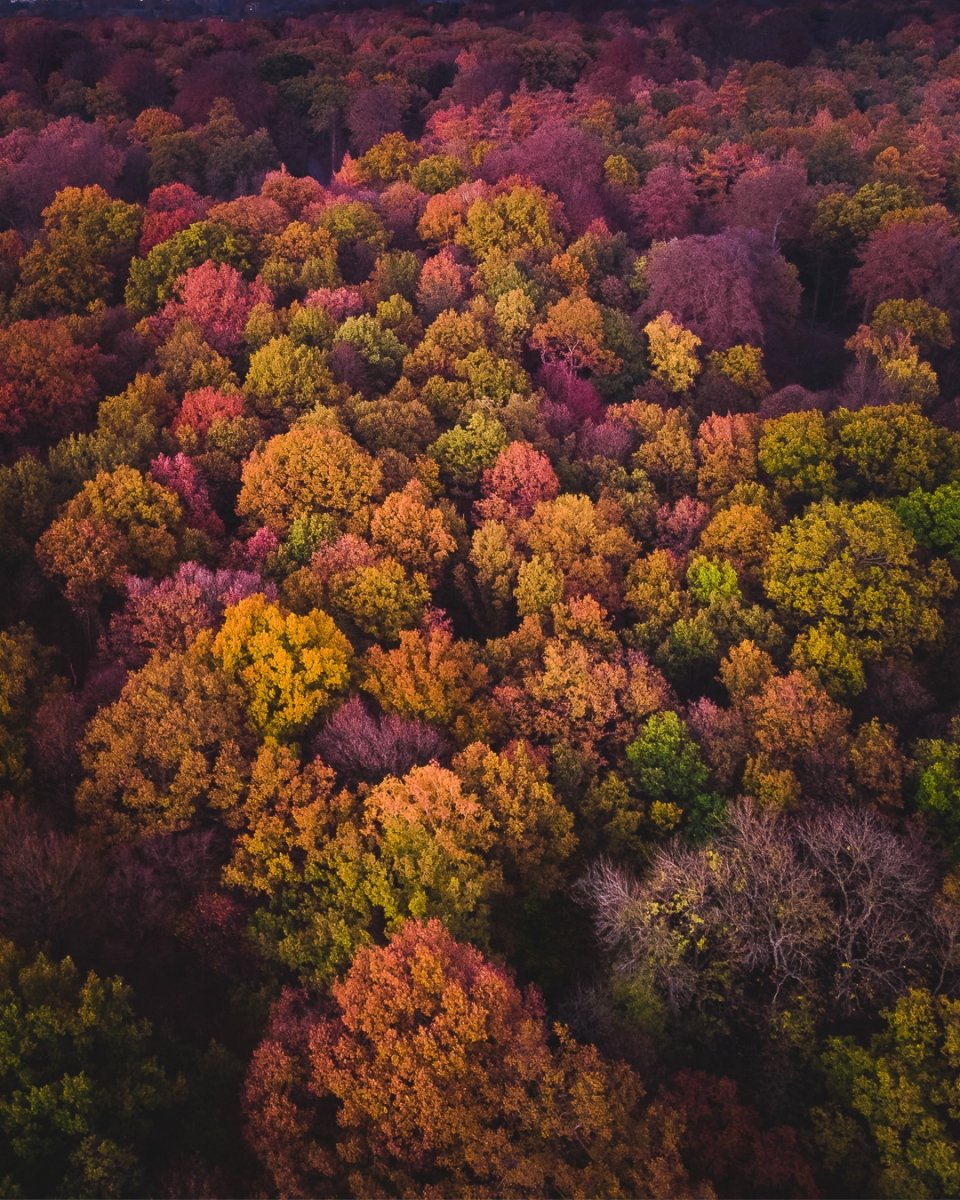 Бельгия Арденский лес