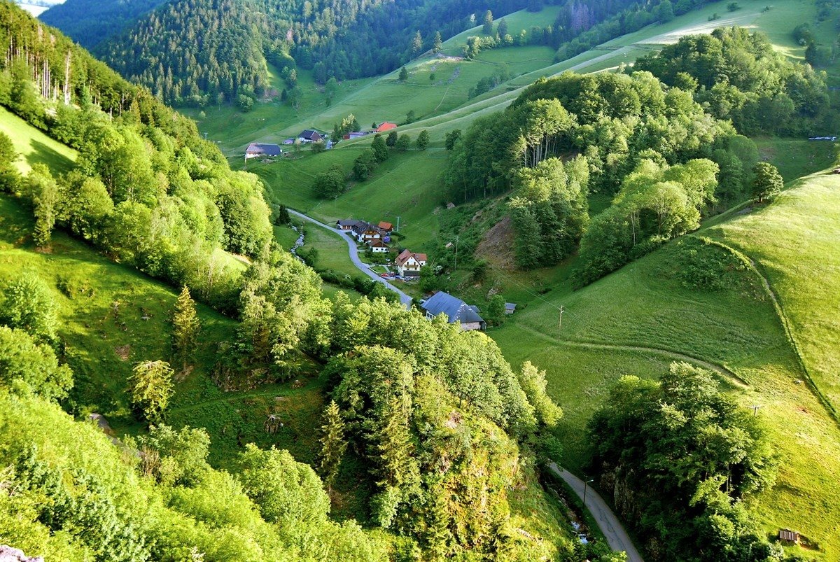 Лес с разными растениями