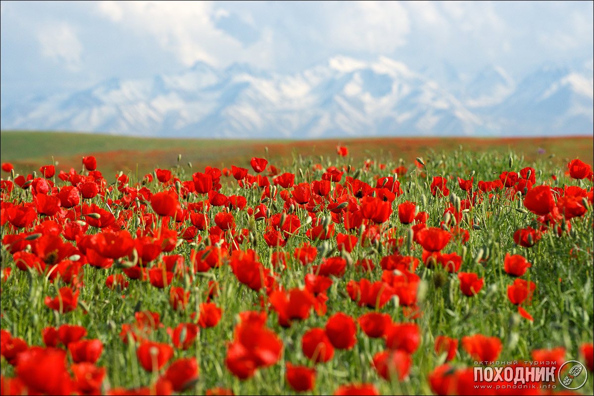 Цветение мака в казахстане