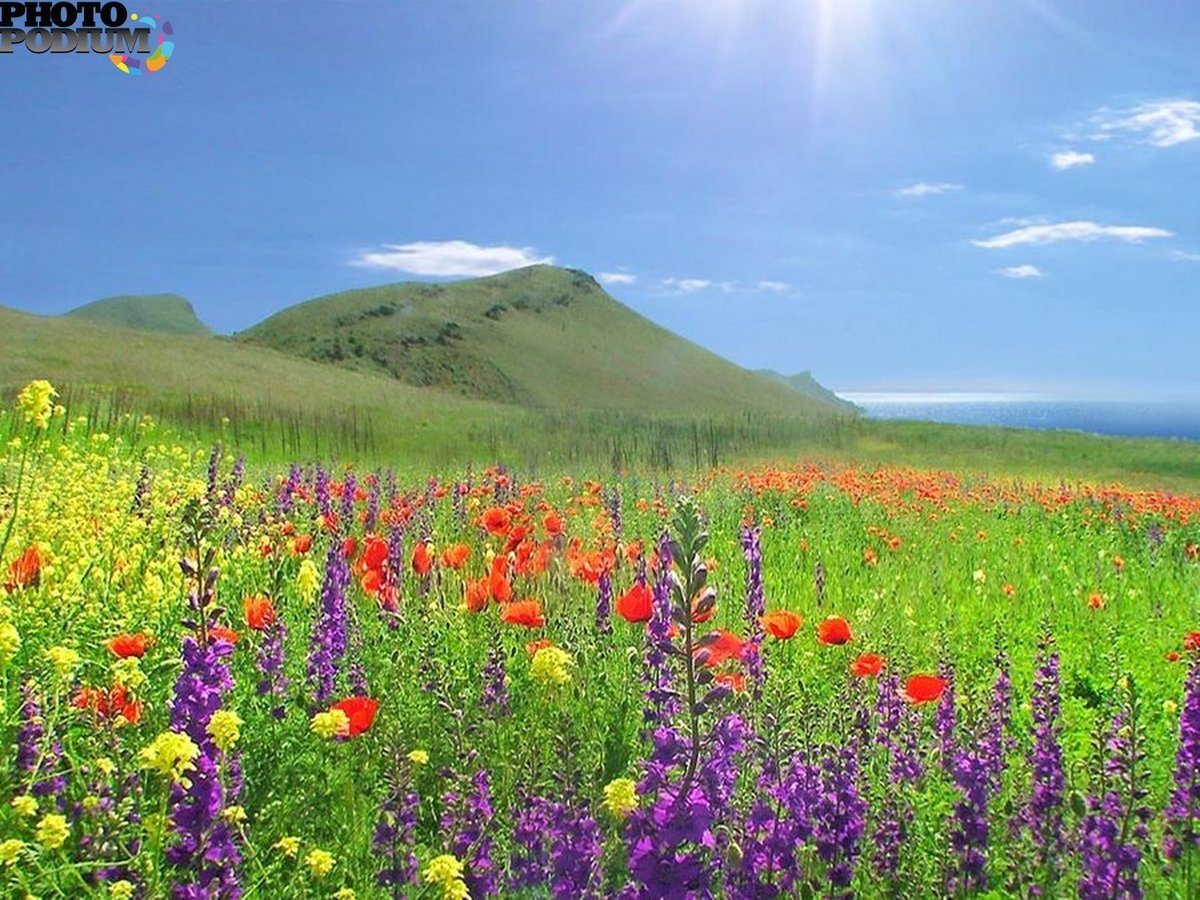 Цветы в степи казахстана