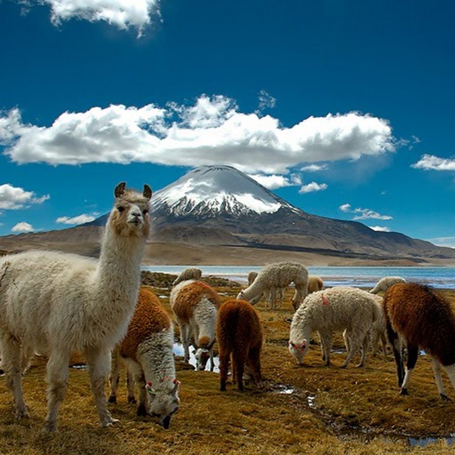Боливия флора и фауна