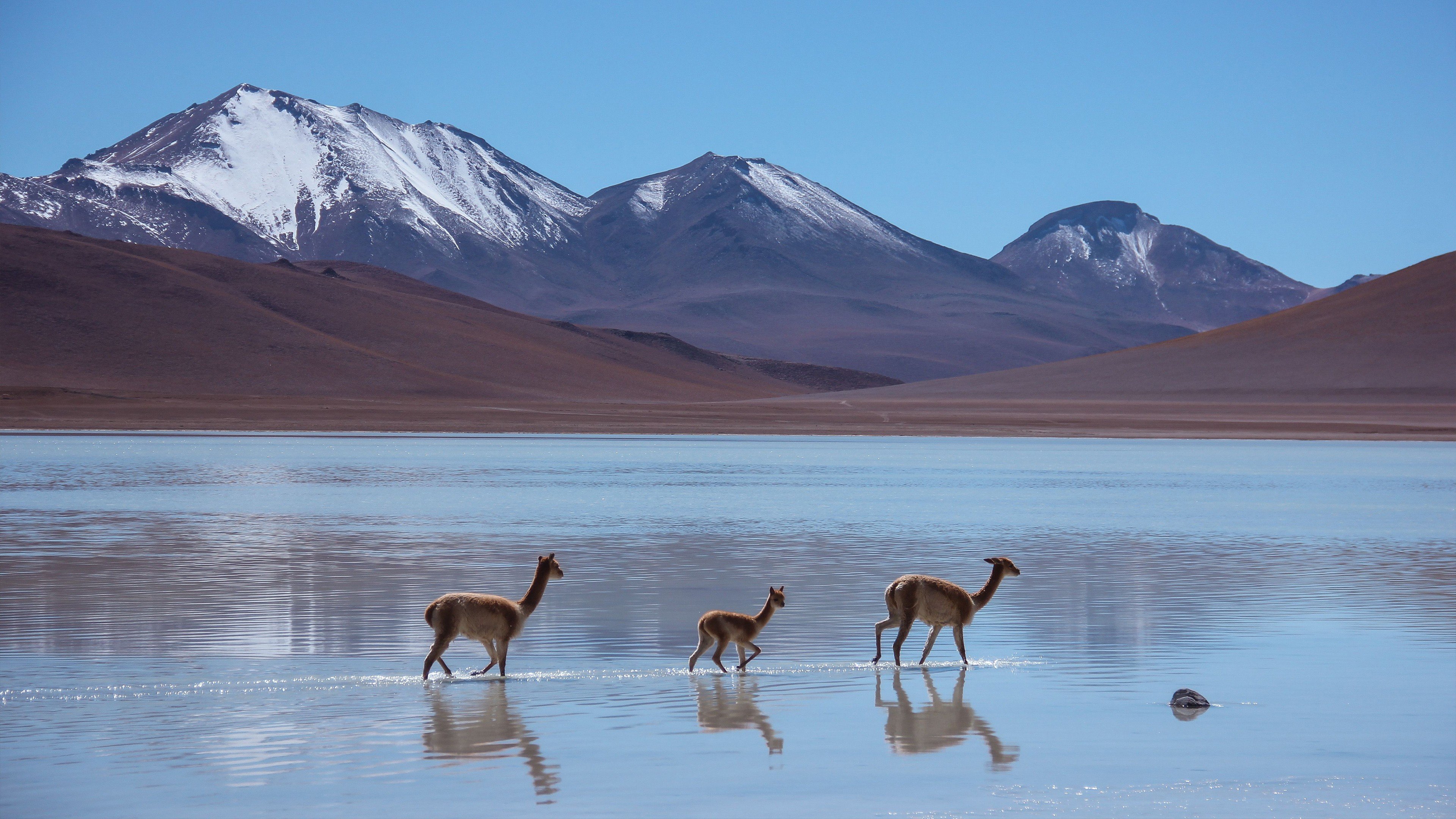 Боливия. Лама Боливия. Лагуна-Бланка (национальный парк). Боливия горы. Национальный парк Лагуна Бланка – «птичий рай» Аргентины.
