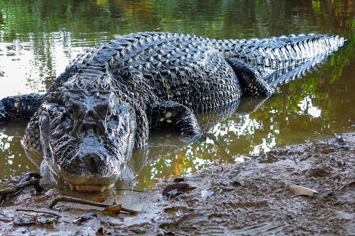 Крокодилы в бразилии