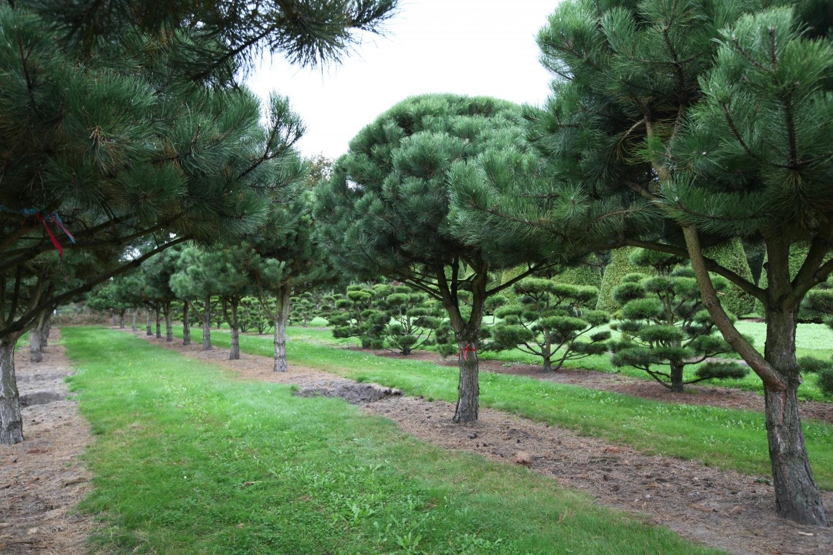 Хвойные краснодарского края. Сосна Pinus nigra. Сосна черная / Pinus nigra nigra. Сосна черная Австрийская (Pinus nigra). Сосна черная Нигра (Pinus nigra nigra).