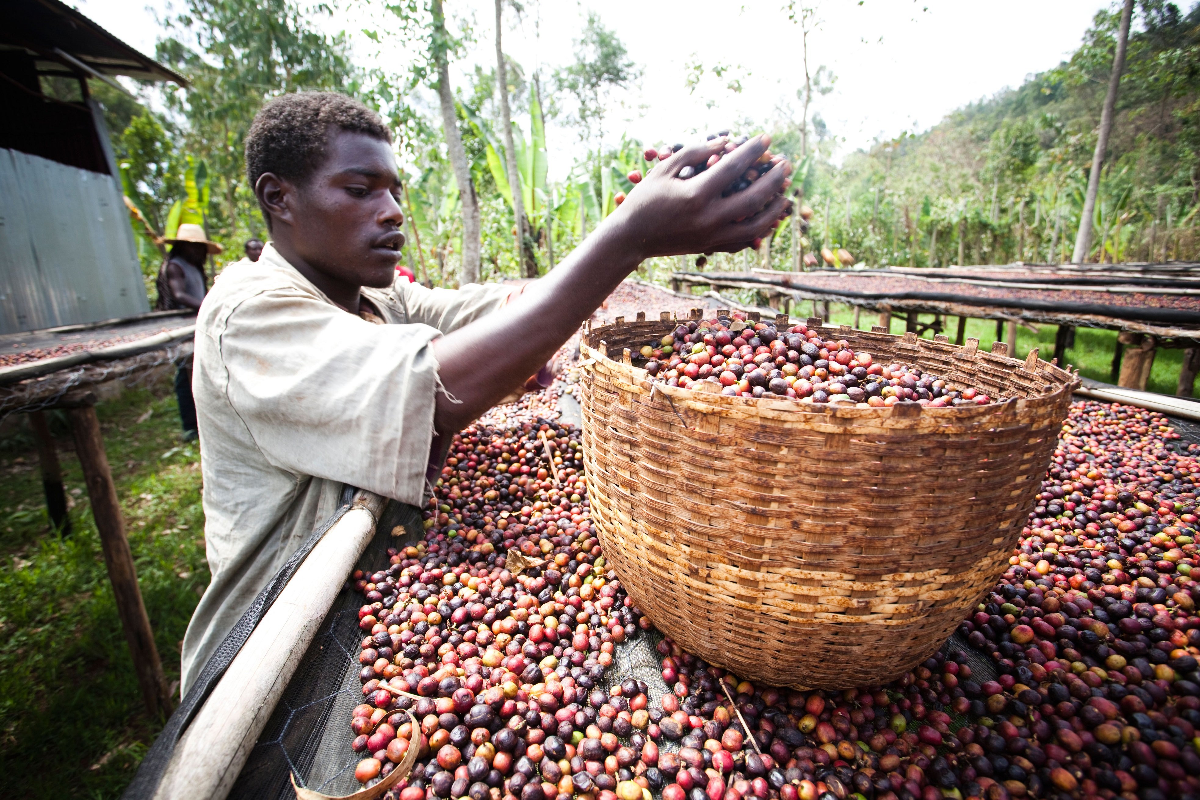 Эфиопия кофейные плантации. Эфиопия Сидамо плантации. Эфиопия Родина кофе. Плантации кофе в Эфиопии.